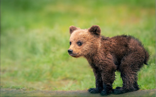 Brown bear cub grassy field - a blurry background of grass and grass free wallpaper
