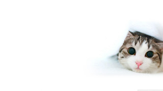 Cat peeking white wall background - a white wall free wallpaper for desktop