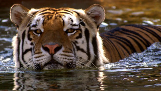 Sad tiger water looking at - a tiger free wallpaper for desktop