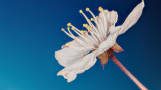 White flower yellow stamens blue 3 - thin free wallpaper for desktop