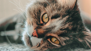 Cat looking camera open mouth - its eye free wallpaper for desktop