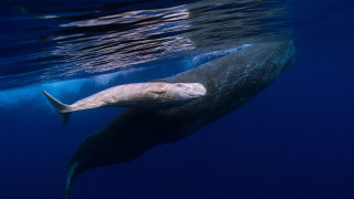 Whale long neck swimming ocean - a long neck free wallpaper
