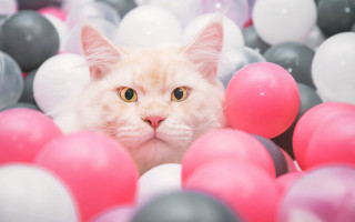 Cat peeking ball pit surprised - focus free wallpaper