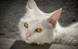 White cat yellow eyes laying - a ledge free wallpaper