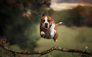 Dog jumping over branch blurry - tongue free wallpaper