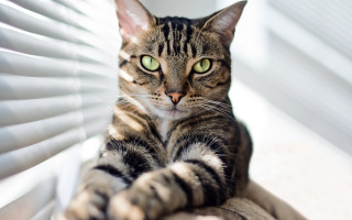 Black cat green eyes window 3 - glamor pose free wallpaper