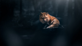 Fox dark sitting open eyed - a fox free wallpaper