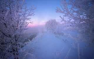 Snowy forest path dusk pink - dusk free wallpaper