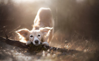 Dog chewing log woods dog - in the wood free wallpaper