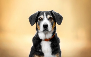 Dog red collar looking at - neutral free wallpaper for desktop