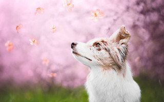Dog butterflies pink background floral - a pink background behind free wallpaper