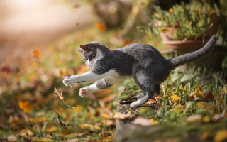 Cat jumping autumn leaves garden - leaf and grass free wallpaper