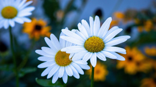 White flowers yellow centers blurry - yellow center and petals free wallpaper