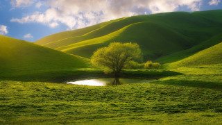 Tree pond mountain clouds landscape - a tree in a field free wallpaper