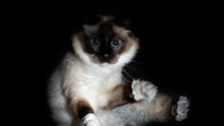 Blue eyed cat paw camera - a black surface free wallpaper