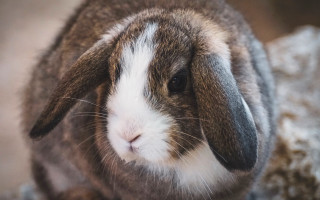 Brown white rabbit rock wall - a rock wall free wallpaper