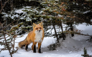 Fox snowy forest puzzle deer - eric deschamps free wallpaper