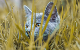 Blue eyed cat in tall - the field free wallpaper