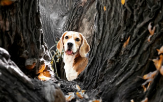 Dog tree leaves bokeh water - primitivism free wallpaper for desktop