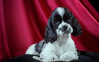 Black white dog pearl necklace - glamor pose free wallpaper