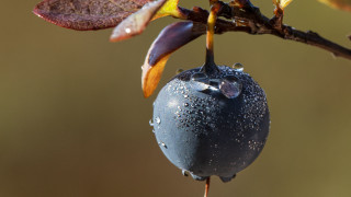 Fruit water droplets macro surrealism - massurrealism free wallpaper