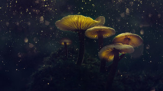 Mushrooms night rain dark magic - visible free wallpaper