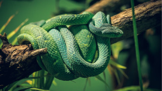 Green cobra curled branch jigsaw - a green snake free wallpaper