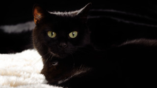 Black cat green eyes vanitas - chiaroscuro free wallpaper