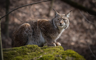 Lynx mossy rock woods serious - a lynx free wallpaper for desktop