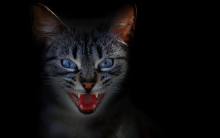Gothic cat open mouth blue - sharp claw free wallpaper for desktop