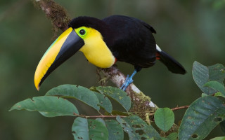 Black yellow bird branch leaves - a yellow beak free wallpaper