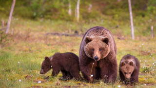Mother bear cubs field flowers - the background and grass free wallpaper
