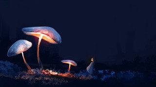 Glowing mushrooms firelight forest night - firefly free wallpaper for desktop