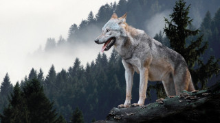 Wolf rock open mouth forest - free dogs wallpaper