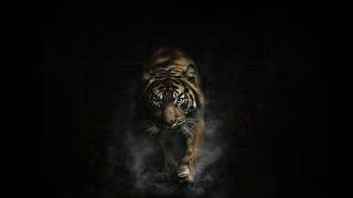 Tiger smoke darkroom wildlife digitalpainting - a digital painting free wallpaper