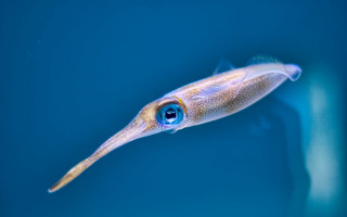 Squid blue eye floating bioluminescent - bottom free wallpaper