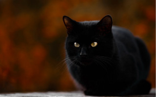 Black cat yellow eyes gothic 10 - dark color free wallpaper