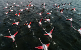 Flock pink white birds lake - a shore line free wallpaper