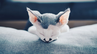 Cat couch adorable blurry fence - aestheticism free wallpaper