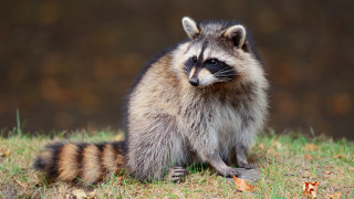 Raccoon blurry background dandelion depth - darrell riche free wallpaper