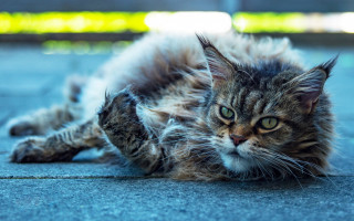 Cat laying open eyes whiskers - sharp claw free wallpaper