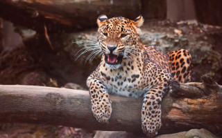 Leopard yawning log outdoors camouflage - a log free wallpaper for desktop