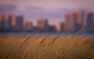 Tall grass field city blurry - regionalism free wallpaper