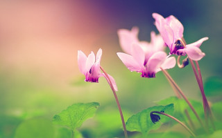 Flower butterfly macro nature blurry - a blurry background behind free wallpaper for desktop