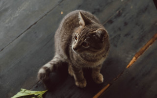 Cat sad look on wooden - a wooden floor free wallpaper