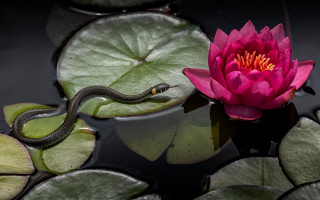 Pink flower snake lily pads - water lily free wallpaper