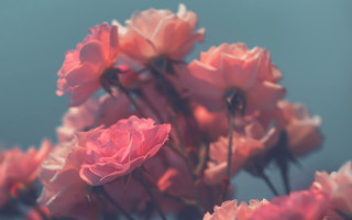 Pink flowers blurry bokeh roses - rose free wallpaper for desktop