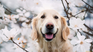 Dog tree flower blooming smiling - visible free wallpaper for desktop