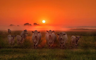 Cows sunset fog field art - free summer wallpaper