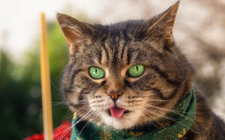 Cat green eyes scarf open - professional photo free wallpaper